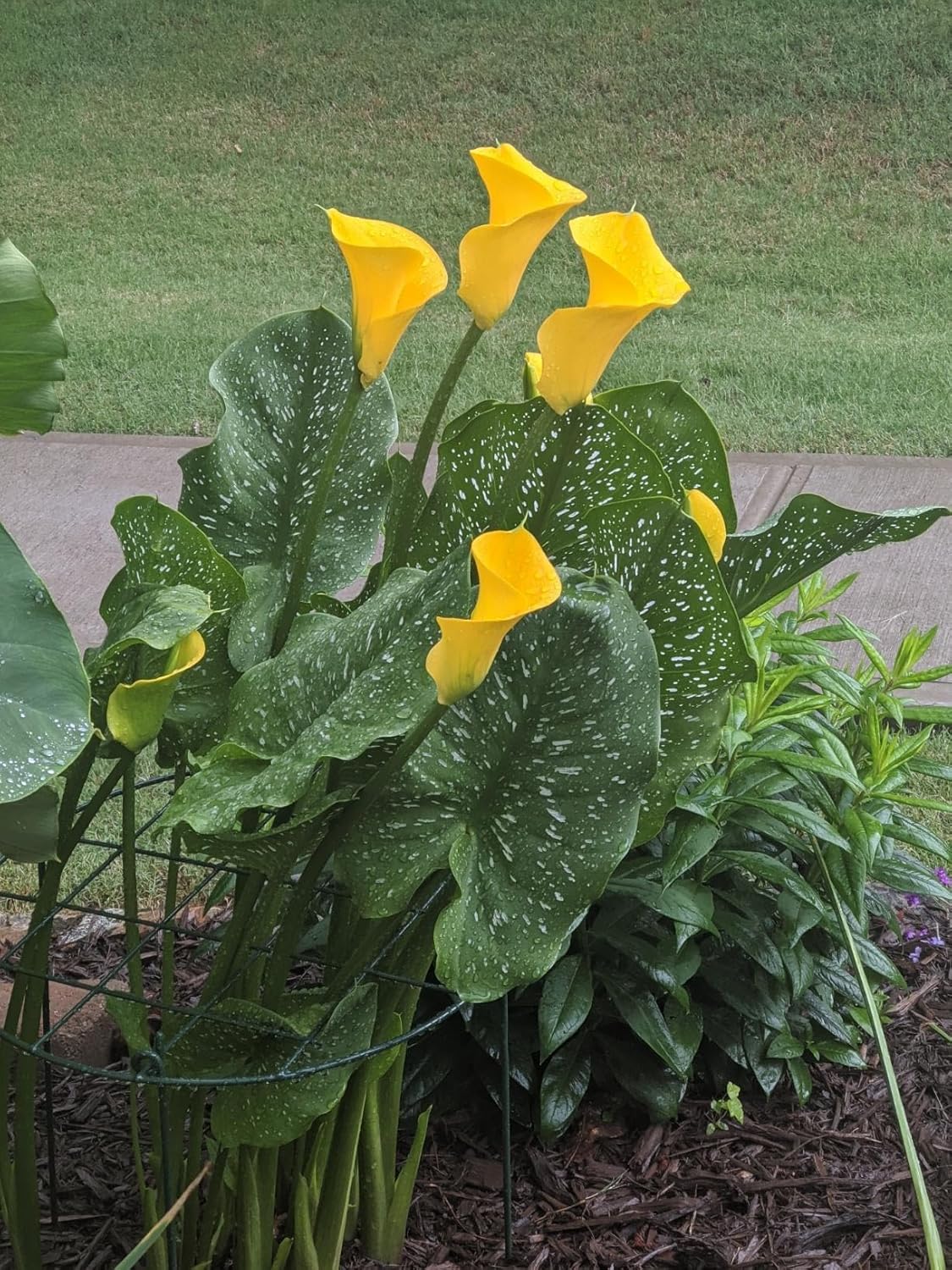 12 x 16 inch Poeny Cage Grow Through Grid Plant Brace Flower Support Rings, Pack of 5 Round Metal Plant Stakes Rings, Strong Large Garden Supports for Flowers, Peonies, Rose, Lily