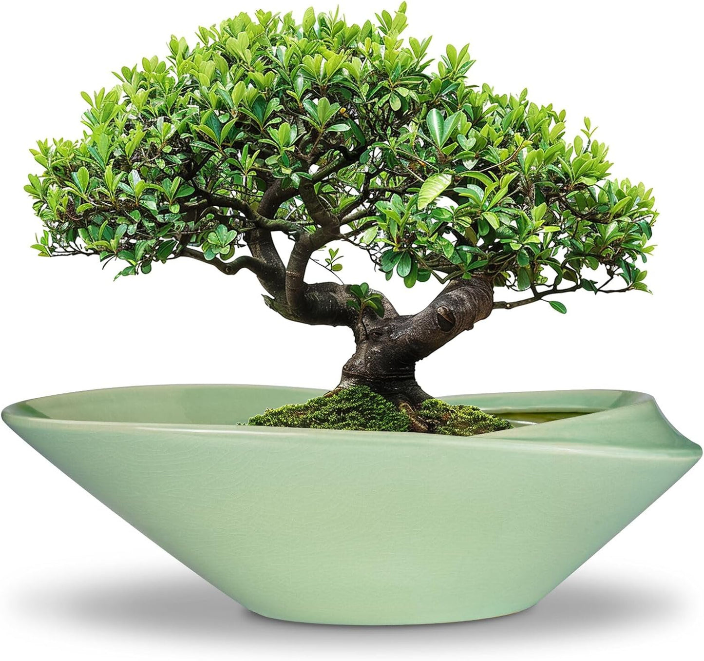 Ceramic Bonsai Pot - 18 Inch Planter with Drainage Hole Large Modern Bonsai Planter Decorative Succulent Flower Plant Pot for Indoor Plants Outdoor Green
