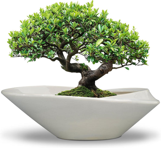 18 Inch Ceramic Bonsai Planter Pot with Drainage Hole, Glazed Large Plant Pot Succulent Planter for Indoor and Outdoor Plants Gray